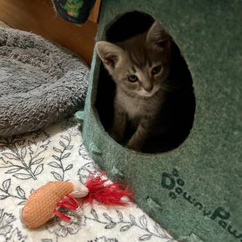 Pip -  Domestic Short Hair Cat for Adoption in Johnstown, Pennsylvania - Pip | PetCurious