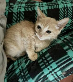 The Freeway Felines -  Domestic Short Hair and Calico Cat for Adoption in Houston, Texas - The Freeway Felines | PetCurious