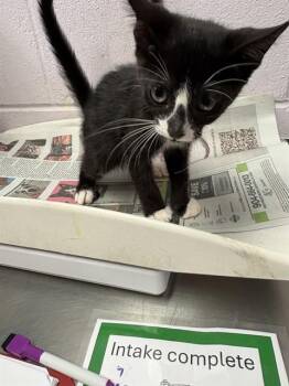 MORY -  Domestic Short Hair Cat for Adoption in Jacksonville, Florida - MORY | PetCurious