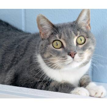 Misty -  Domestic Short Hair and Tabby Cat for Adoption in Sanford, Florida - Misty | PetCurious