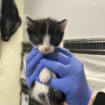 Domestic Short Hair Cats Available for Adoption in Charlottesville, Virginia - Cabbage | PetCurious