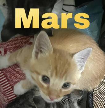 The Celestial Litter (Ready 7/10) -  Domestic Medium Hair Cat for Adoption in Weehawken Township, New Jersey - The Celestial Litter (Ready 7/10) | PetCurious