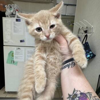 Domestic Short Hair Cats Available for Adoption in Pekin, Illinois - Offsite | PetCurious