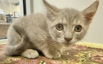 MUNCHKIN -  Domestic Short Hair Cat for Adoption in Sarasota, Florida - MUNCHKIN | PetCurious