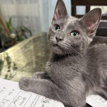 Russian Blue and Domestic Short Hair Cats Available for Adoption in Stockton, California - Cydney INDOOR ONLY  | PetCurious