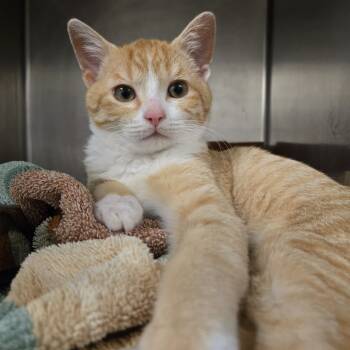 Rescue Domestic Short Hair Cats for Adoption in Nashville, Tennessee - Fynn | PetCurious