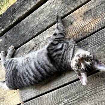 Rescue Domestic Short Hair Cats for Adoption in Brownsboro, Alabama - Silver | PetCurious