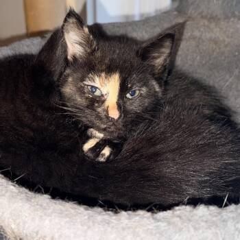 Domestic Short Hair Cats Available for Adoption in Inman, South Carolina - Elote | PetCurious
