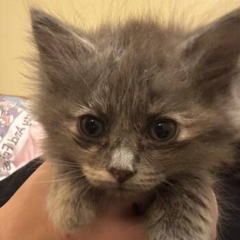Colby -  Domestic Long Hair Cat for Adoption in Winchester, Virginia - Colby | PetCurious