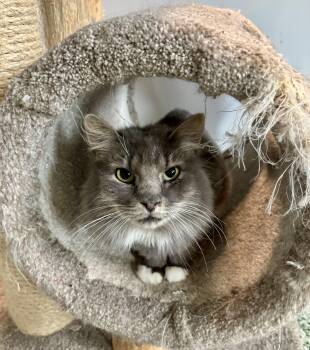 Rescue Domestic Long Hair Cats for Adoption in Richland Center, Wisconsin - Vega | PetCurious