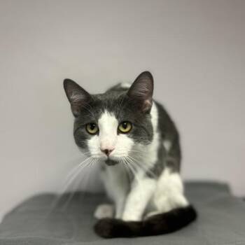 Stitch -  Domestic Short Hair Cat for Adoption in Davenport, Iowa - Stitch | PetCurious
