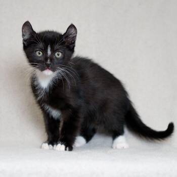 Joe -  Domestic Short Hair and American Curl Cat for Adoption in Redwood City, California - Joe | PetCurious