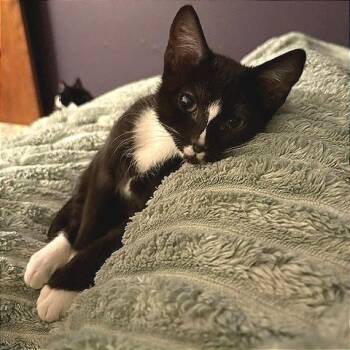 Sporty Spice -  Domestic Short Hair Cat for Adoption in Laramie, Wyoming - Sporty Spice | PetCurious