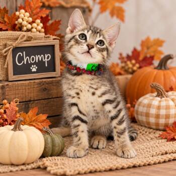 Chomp -  Tabby Cat for Adoption in Tavares, Florida - Chomp | PetCurious