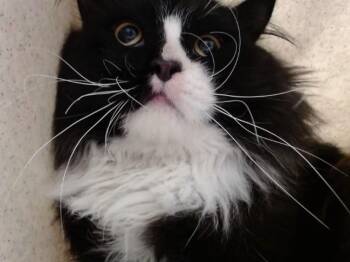 A551979 -  Domestic Long Hair and Domestic Short Hair Cat for Adoption in Moreno Valley, California - A551979 | PetCurious