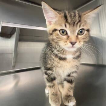 Stoop Kid -  Domestic Short Hair Cat for Adoption in Manhattan, Kansas - Stoop Kid | PetCurious