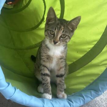 Olivia -  Domestic Short Hair Cat for Adoption in Waynesburg, Pennsylvania - Olivia | PetCurious