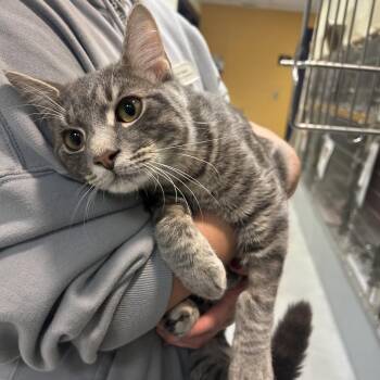 Percy -  Domestic Short Hair Cat for Adoption in Charlottesville, Virginia - Percy | PetCurious