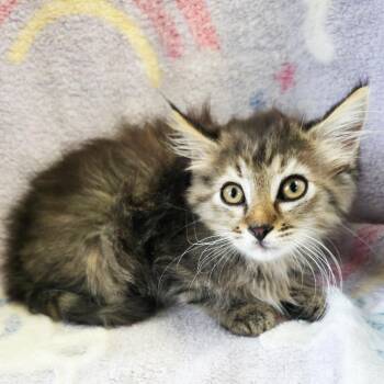 Polly Pocket -  Domestic Medium Hair Cat for Adoption in Mt. Juliet, Tennessee - Polly Pocket | PetCurious