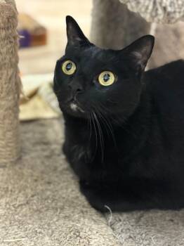 Domestic Short Hair Cats Available for Adoption - Colonel Mustard | PetCurious