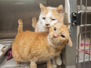OSCAR -  Domestic Short Hair Cat for Adoption in Phoenix, Arizona - OSCAR | PetCurious