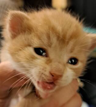 Rescue Domestic Short Hair Cats for Adoption in South Bend, Indiana - Stripes *IN FOSTER* | PetCurious