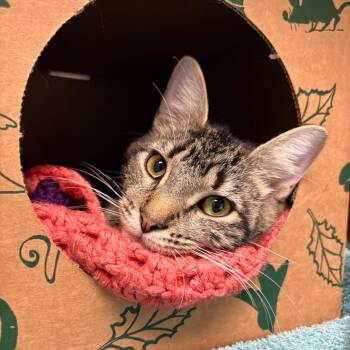 Wren -  Domestic Short Hair Cat Available for Adoption in Fairport, New York - Wren | PetCurious