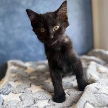 Impala -  Domestic Short Hair Cat for Adoption in Weldon, Illinois - Impala | PetCurious
