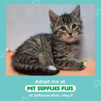Domestic Medium Hair Cats Available for Adoption in Fort Wayne, Indiana - Mateo | PetCurious