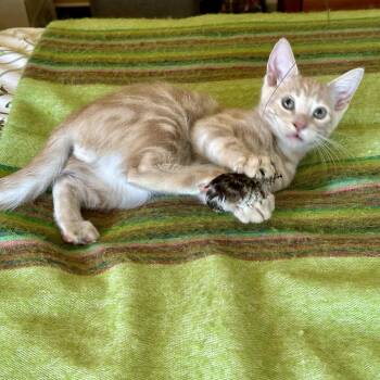Rescue Tabby Cats for Adoption in Napa, California - Latte ( KT) | PetCurious