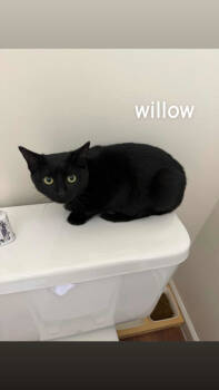 Rescue Domestic Short Hair Cats for Adoption in Clymer, Pennsylvania - Willow | PetCurious