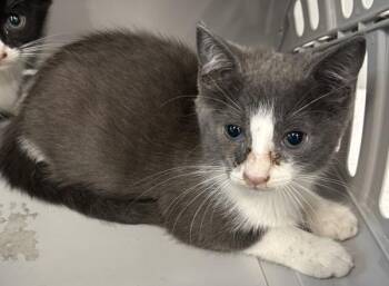 Pen 38 Margo -  Domestic Short Hair Cat for Adoption in Lawrenceville, Georgia - Pen 38 Margo | PetCurious