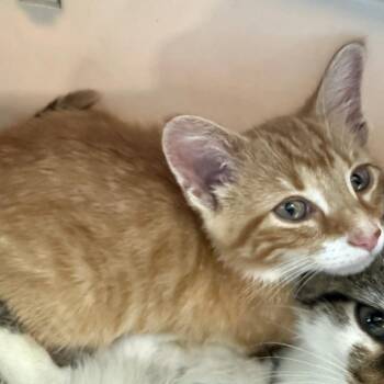 Loki -  Domestic Short Hair Cat for Adoption in Hohenwald, Tennessee - Loki | PetCurious