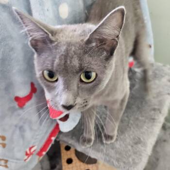 Maki -  Domestic Short Hair Cat for Adoption in The Dalles, Oregon - Maki | PetCurious