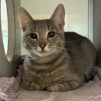 Ash -  Domestic Short Hair Cat for Adoption in Quakertown, Pennsylvania - Ash | PetCurious