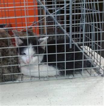 WASABI -  Domestic Short Hair Cat for Adoption in Louisville, Kentucky - WASABI | PetCurious