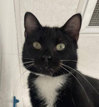 Plankton -  Domestic Short Hair Cat for Adoption in Golden, Colorado - Plankton | PetCurious