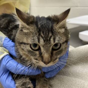 Rescue Domestic Short Hair Cats for Adoption in Murray, Utah - Hannibal Lecter | PetCurious