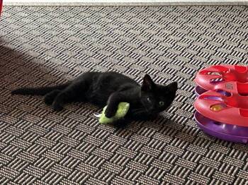 Everdell -  Domestic Short Hair Cat for Adoption in Walled Lake, Michigan - Everdell | PetCurious