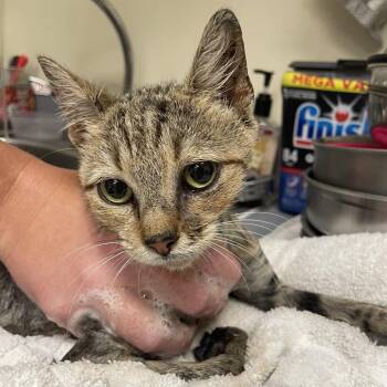 Rusty Rudder -  Domestic Short Hair Cat for Adoption - Rusty Rudder | PetCurious