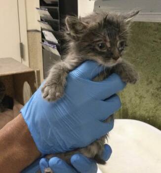 SARAH -  Domestic Short Hair Cat for Adoption in Riverside, California - SARAH | PetCurious