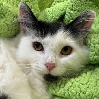 Kimchi -  Domestic Long Hair Cat for Adoption in Eatontown, New Jersey - Kimchi | PetCurious