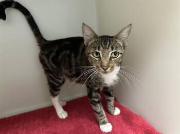 Rescue Domestic Short Hair Cats for Adoption in Mckinleyville, California - CANDY | PetCurious