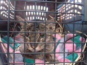 Rescue Domestic Short Hair Cats for Adoption in Louisville, Kentucky - COBALT | PetCurious