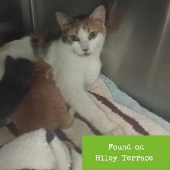 Deloris Van Cartier -  Domestic Short Hair Cat for Adoption in Lynchburg, Virginia - Deloris Van Cartier | PetCurious