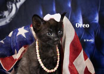 Oreo -  Domestic Short Hair Cat for Adoption in York, Nebraska - Oreo | PetCurious