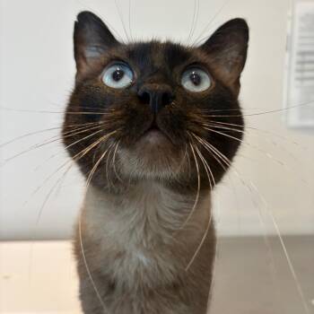 Zach -  Siamese Cat for Adoption in Port Angeles, Washington - Zach | PetCurious
