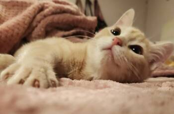 Domestic Short Hair and Tabby Cats Available for Adoption - Blondies | PetCurious