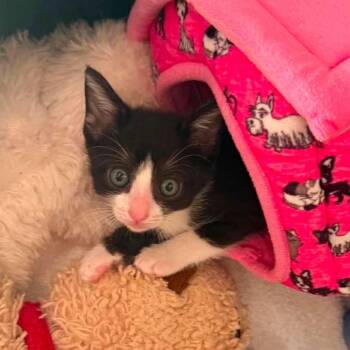 Sloth -  Domestic Short Hair Cat for Adoption in Fort Lauderdale, Florida - Sloth | PetCurious