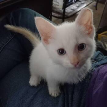 Little Dipper -  Domestic Short Hair Cat for Adoption in Shelbyville, Indiana - Little Dipper | PetCurious